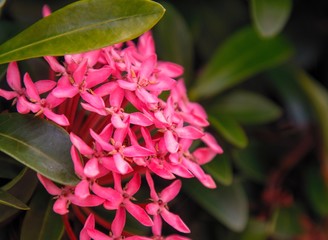 red flower in the garden
