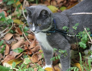 cat in garden