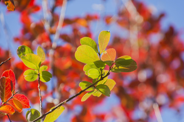 Autumn leaves in a Japanese park