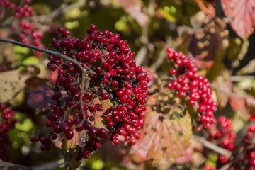 Linden arrowwood; Viburnum dilatatum