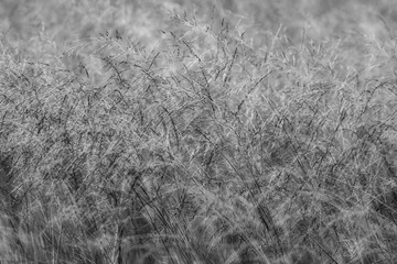 Abstract Grass