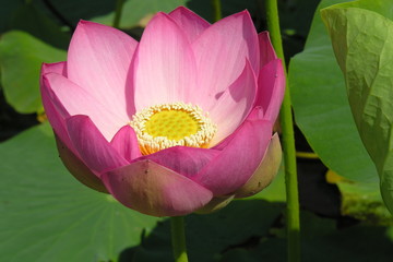 lotus