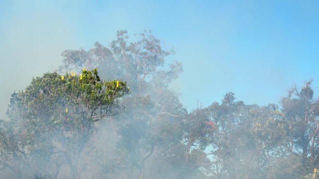 Clouds of fire smoke rising to canopy of trees in Australian eucalyptus forest
