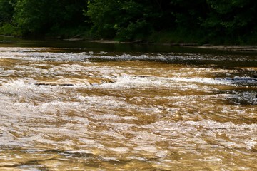 river in forest