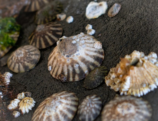 sea shells on the beach
