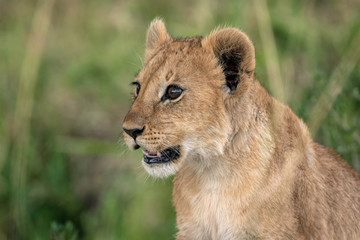 Obraz na płótnie Canvas Close-up of an adorable little lion cub. Image taken in the Maasai Mara National Reserve, Kenya. 