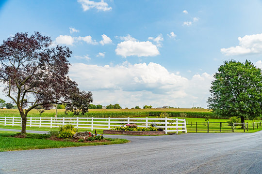 Amish Country Corn Field, Road Trees Fence And Flowers In Lancaster, PA US