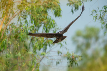 Greater Spotted Eagle flying on blue sky background