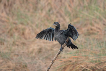 Little Cormorant bird perching on a branch