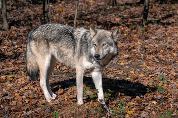 Naklejka na ściany i meble Gray wolf (timber wolf) standing in a clearing surrounded by Fall foliage. 