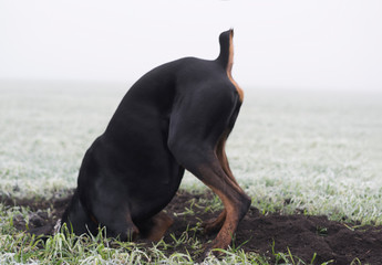 Doberman dog digs hard soil in search of a rodent or ground squirrel in the morning fog
