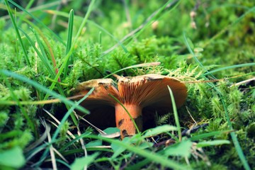 mushroom in the forest