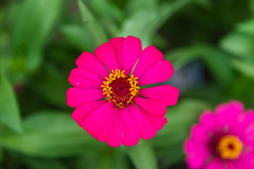 Obraz premium Garden Cosmos or Cosmos Bipinnatus flowers in the garden