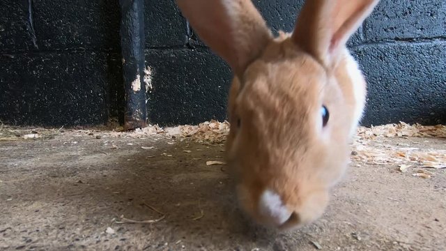 A Young, Furry, Domestic Rabbit In Clonfert Pet Farm Using Its Sense Of Smell To Identify Predators- Close Up Shot