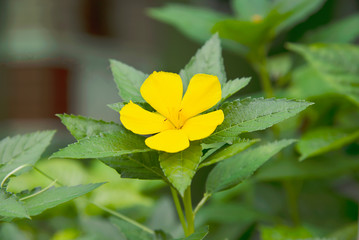 Fresh colourful Damiana flower with its leaves - small yellow flower tree for background use