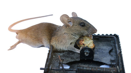 dead mouse trapped by mouse trap