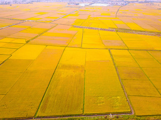 Mature rice in the field of highway and channel