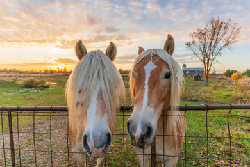 Close-up of horses with farm and setting sun in the background