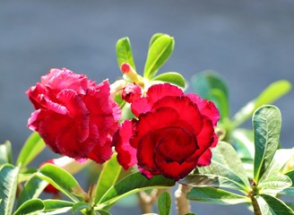 Red flower (Adenium obesum) surrounded by green leaves in front of blured background.