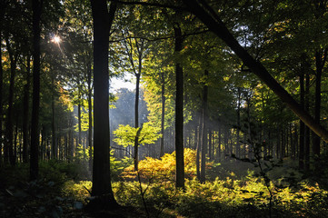  Stubbenkammer, Kreidefelsen, Nationalpark Jasmund, Insel Rügen