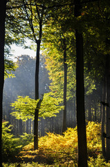  Stubbenkammer, Kreidefelsen, Nationalpark Jasmund, Insel Rügen