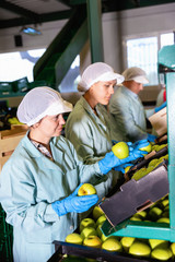 Young women sorting  apples to crates and checking quality at on apples factory