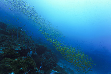 Fototapeta na wymiar Underwater background - paradise