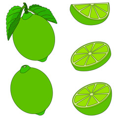 Vector illustration. Lime. Lime bytes, lime with leaves, lime slices. Food illustration. Botanical illustration.