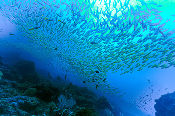 Fototapeta na wymiar Underwater background - paradise