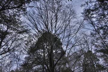 Obraz premium November trees in a line