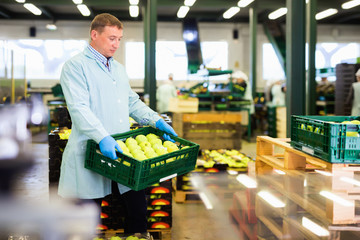 Man  arranges boxes with apples after packaging at apples factor
