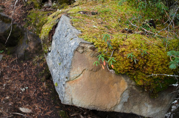 boulder partially covered in moss