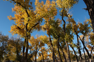 Fall yellow cottonwoods and Blue Sky