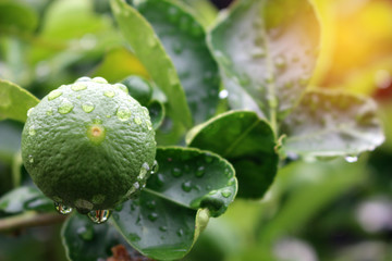 Lemon fruits green and water droplets on surface, green plant background