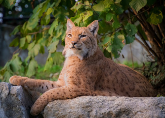 An eurasian lynx sitting on rocks.