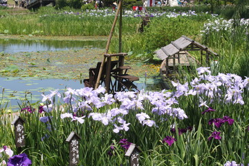 佐原水生植物園のあやめ