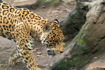 Jaguar walking in Colombian Jungle