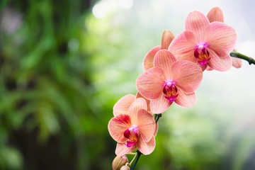 Naklejka na ściany i meble Light orange orchid with green leaf background - beautiful nature flower blossom concept