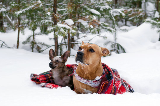 Two dogs on red checkered plaid on a snow on a background winter coniferous forest.