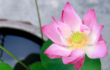 Lotus blossoming along the banks of the Chao Phraya River, Nonthaburi