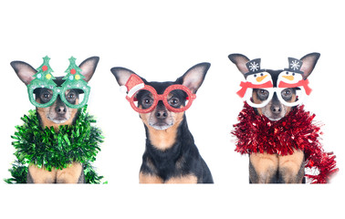 Set of three dogs in New Year's suits  isolated on white, Christmas theme, New Year