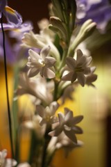 Florero con flores blancas