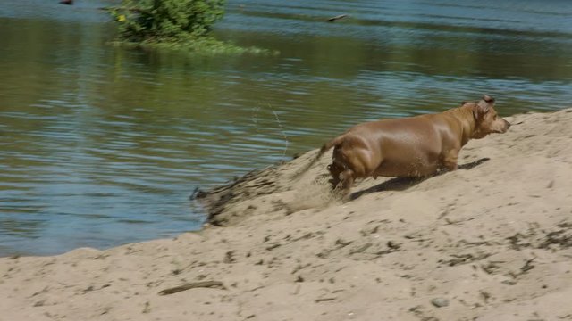 Overweight Sausage dog leaving river and ascending sand hill in slow motion