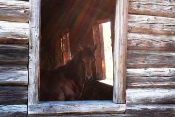 Beautiful horse sticks his head through the window and looks outdoors into the camera. An old window frame in a wooden barn.