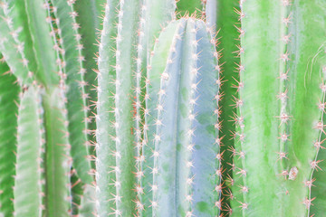 Green Cactus Background