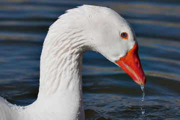 White Goose - focus on the eye