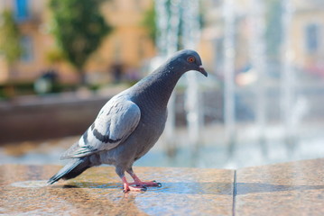 A dove sits on the portico from the fountain in the city center