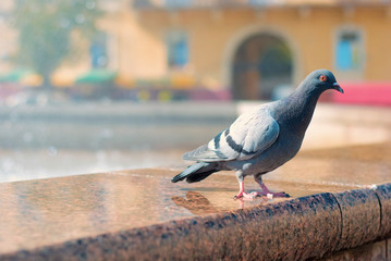 A dove sits on the portico from the fountain in the city center