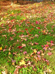 モミジバフウの枯れ葉散る風景