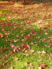 モミジバフウの枯れ葉散る風景